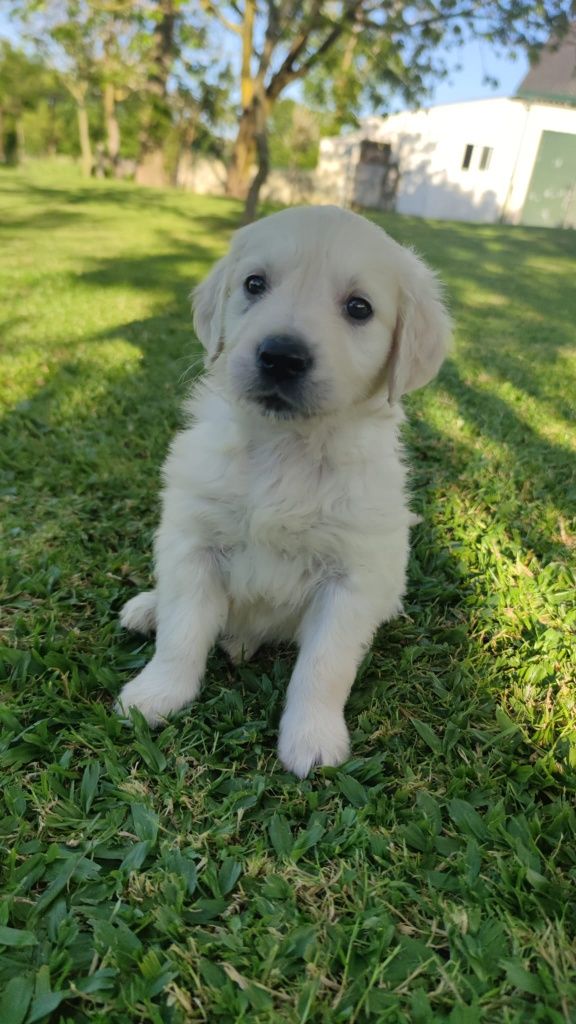 Golden Retriever  disponível.