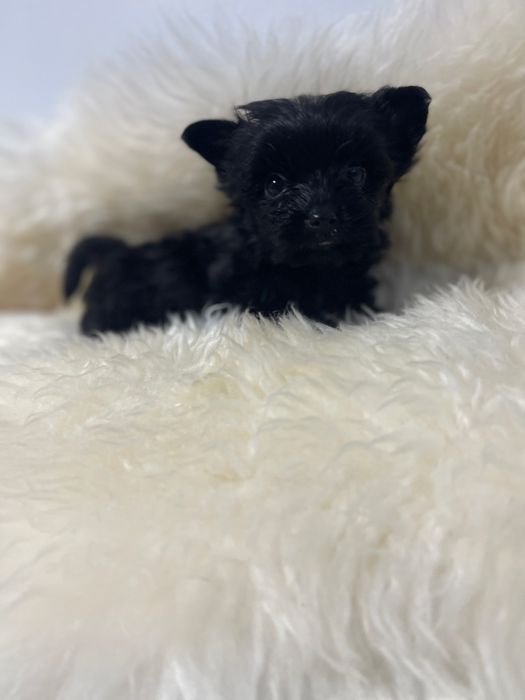 Czarna dziewczynka Yorkshire terrie