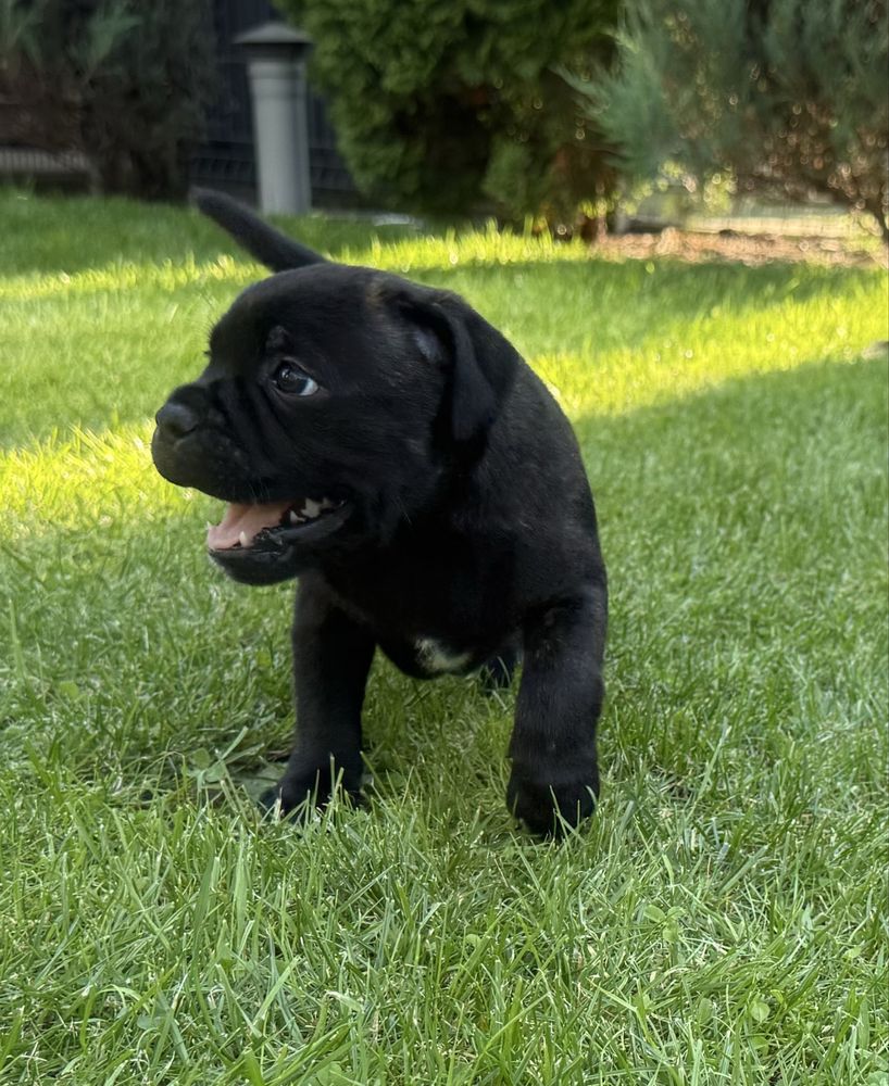 Stafik Staffordshire Bull Terrier ZKwP