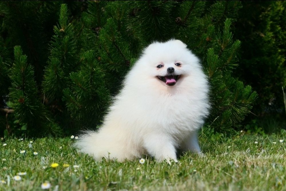 Szpic Miniaturowy-Piesek- Pomeranian