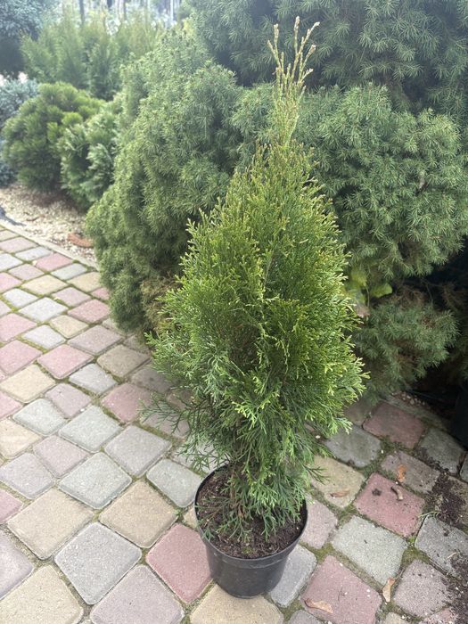 Туя смарагд західна 60-70 см