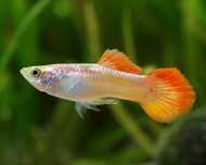 Gupiki yellow orange tail - samce | Rybki do akwarium