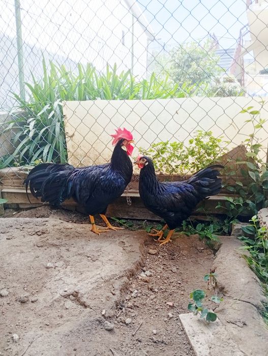 Casal Leghorn black e galo Red
