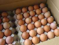Українське інкубаційне яйце продаж