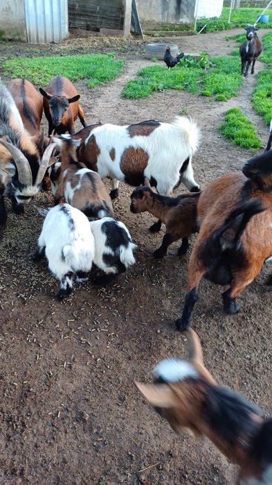 Cabras anas 11 fêmeas  e 1 macho