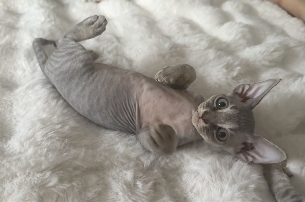 Devon Rex z miotu G