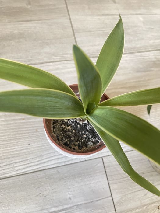 Пальма Юкка, Пак Копстек (Yucca Puck Kopstek]