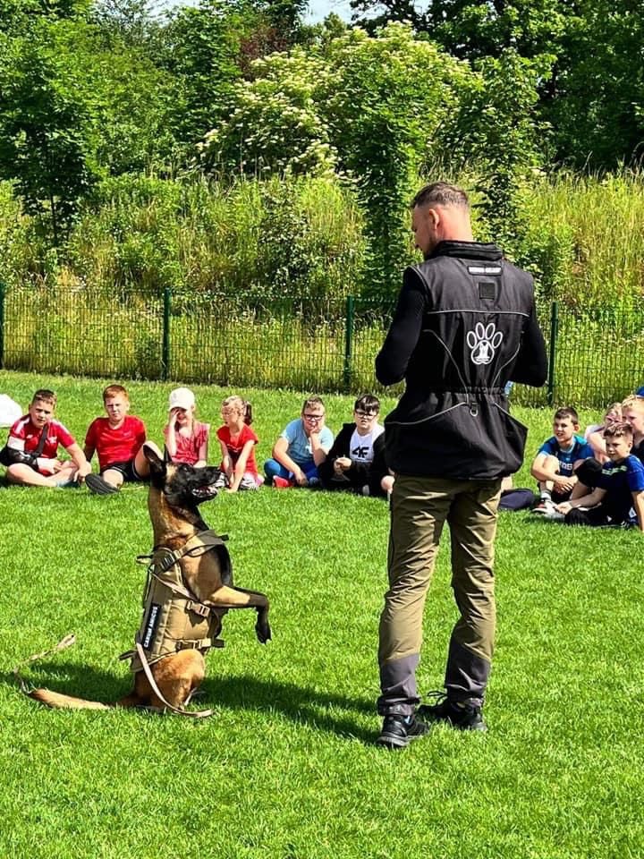 Owczarek belgijski malinois FCI zapowiedz miotu