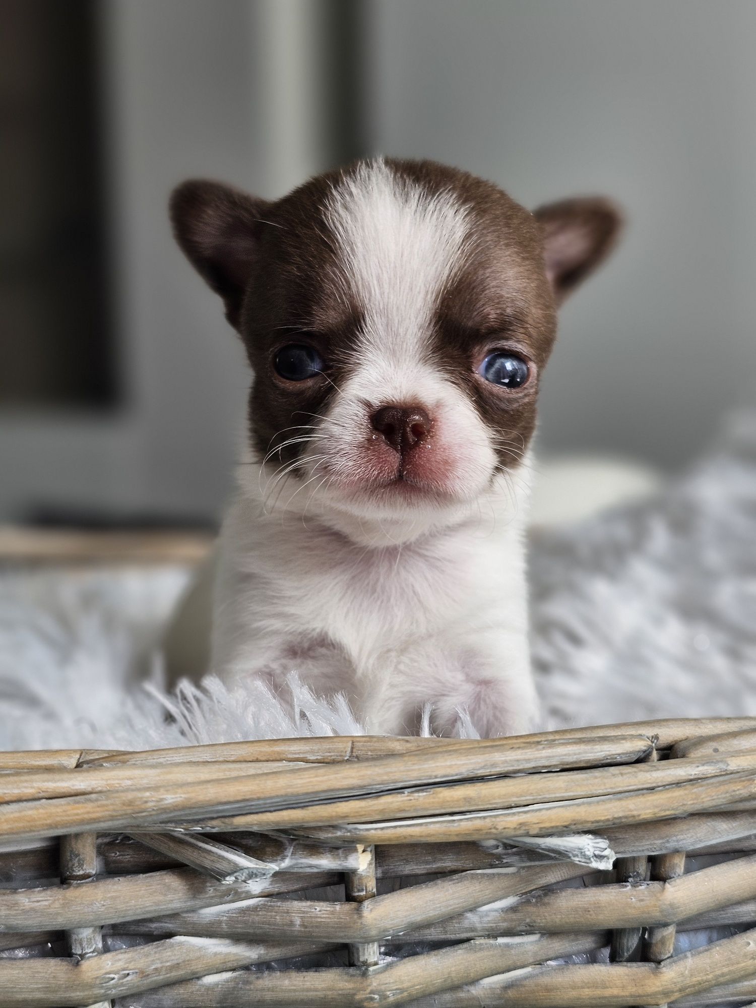 Chihuahua **Śliczny Maleńki Chłopak XXS **Do Rezerwacji