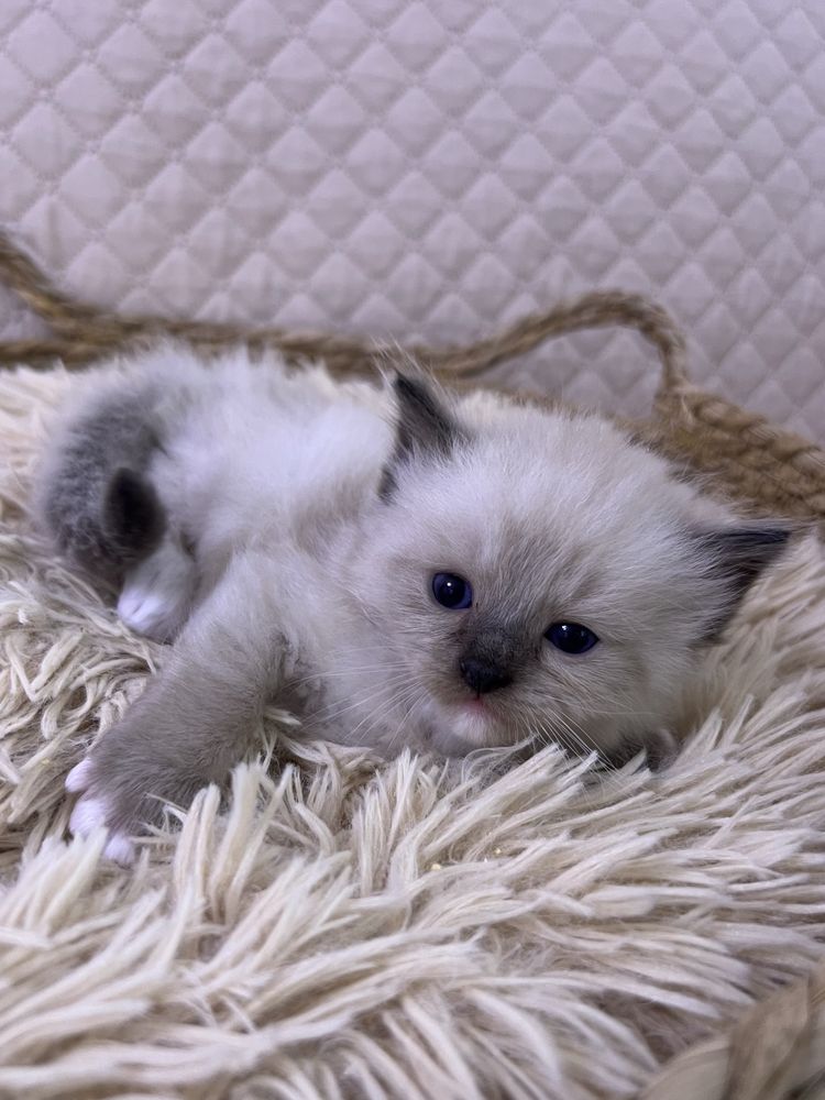 Ragdoll kocurek, rodowod FPL