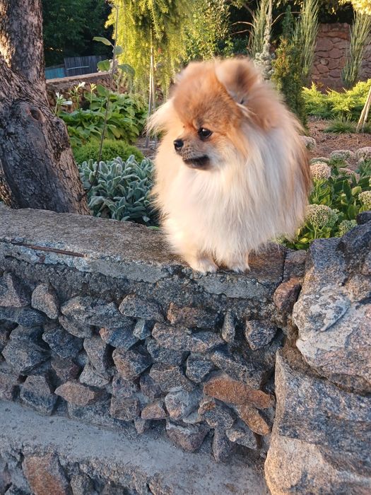 Неймовірно красивий хлопчик