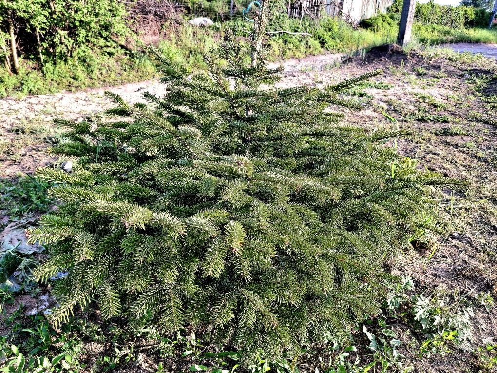 Продам отличный дом в Краснополье цена супер без % для покупателя