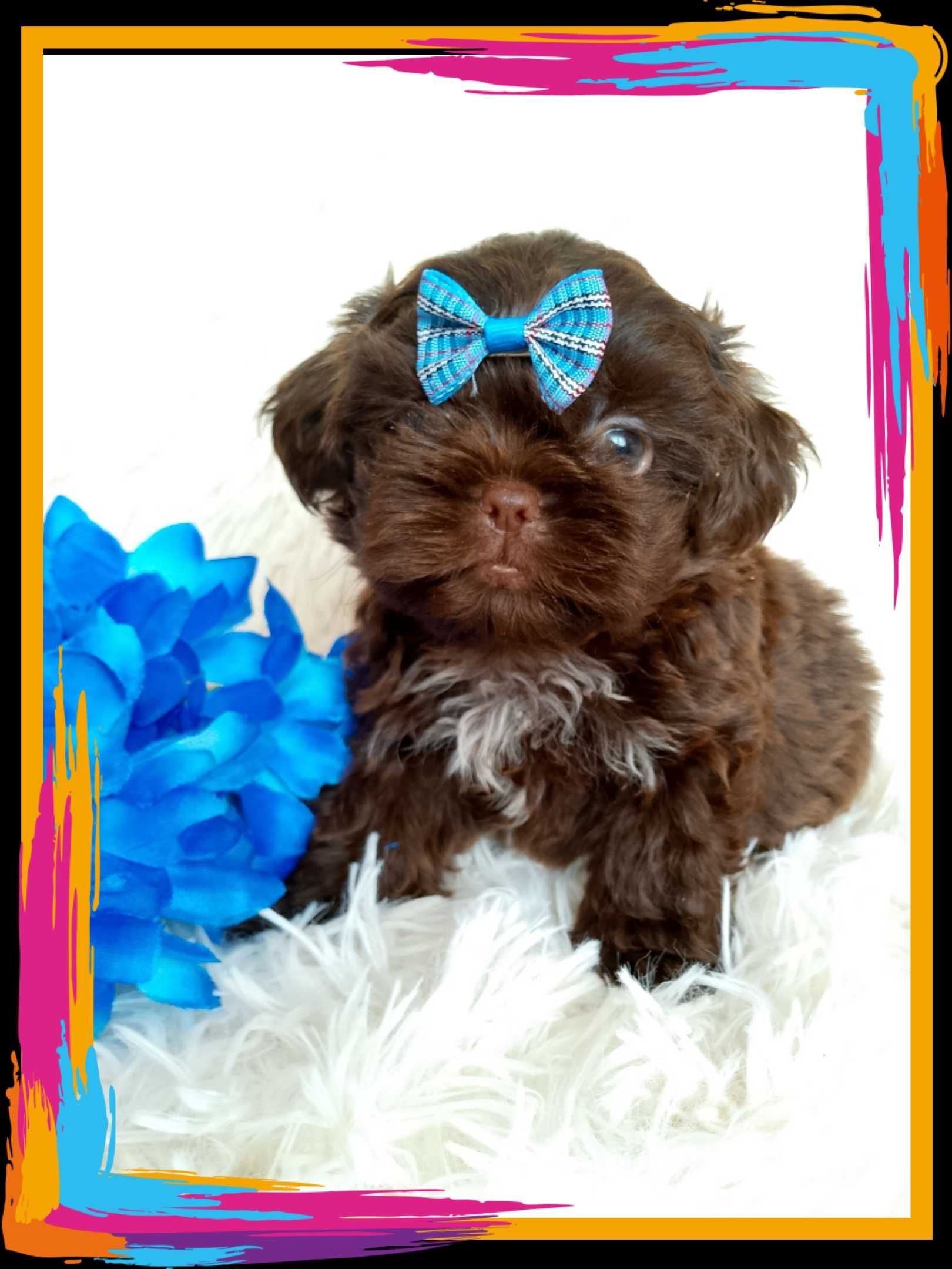 GOTOWY DO ODBIORU czekoladowy piesek rasy Shih-Tzu