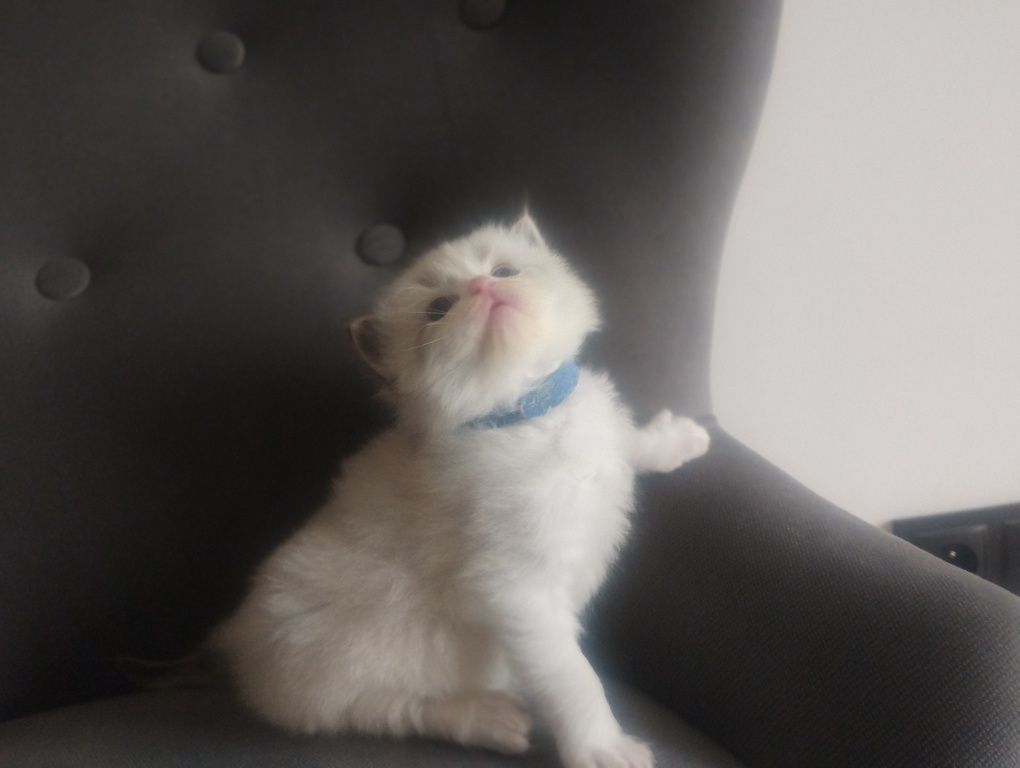 Kotka  rasy RAGDOLL z rodowodem FPL FIFE