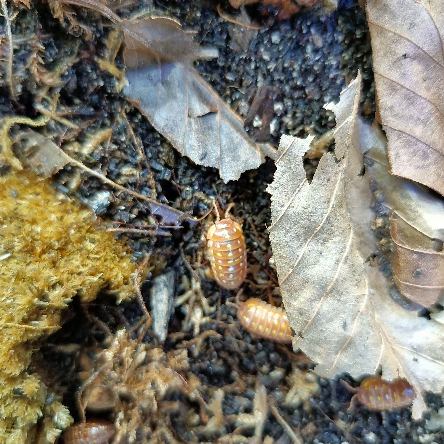 Isopody Armadillidium frontetriangulum Orange