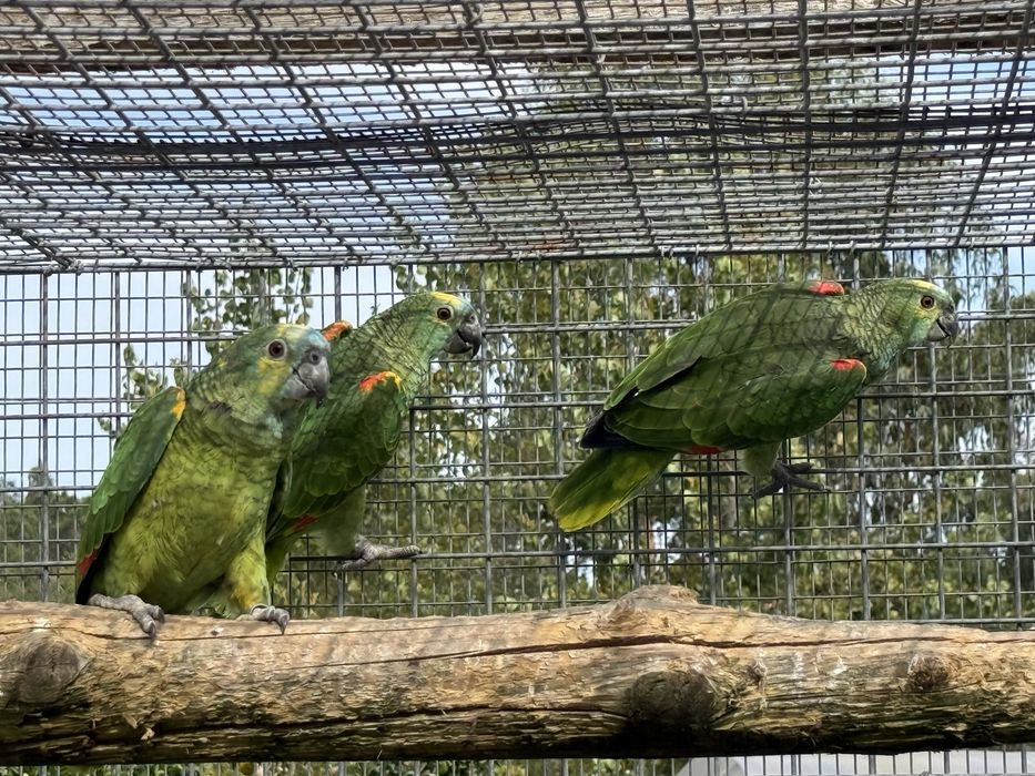 Papagaio femea aestiva xanthopteryx 2024