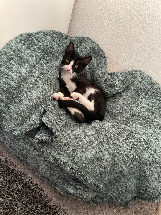 Gatinho para adoção