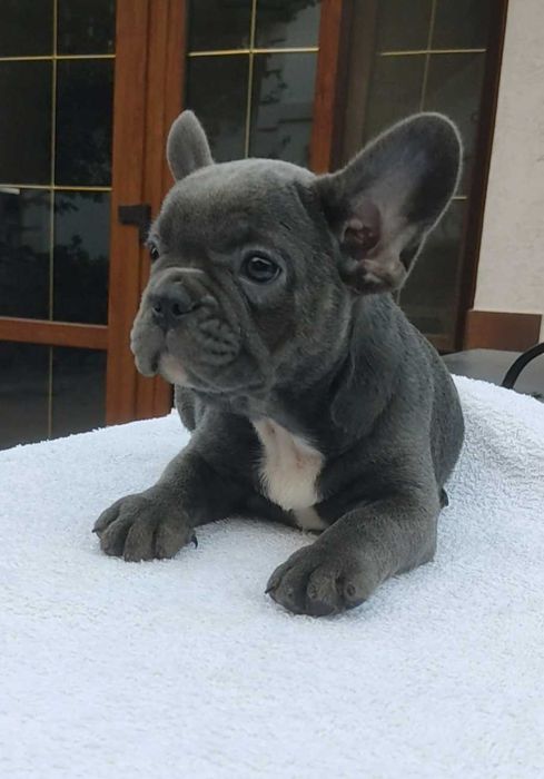 Мальчики и девочки французского бульдога