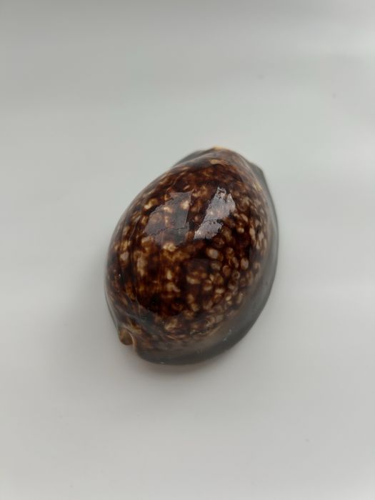 Мушля ципрея терзитес