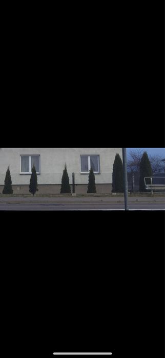 Oddam za darmo thuje (rezerwacja)