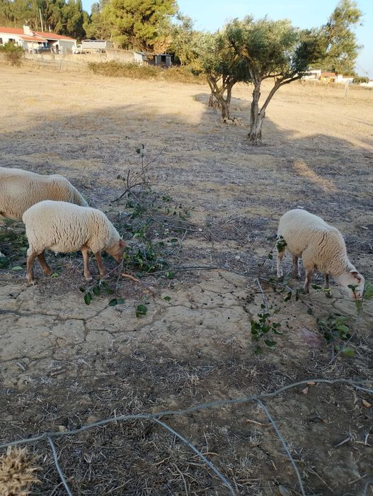 EP. Sabores do Montejunto