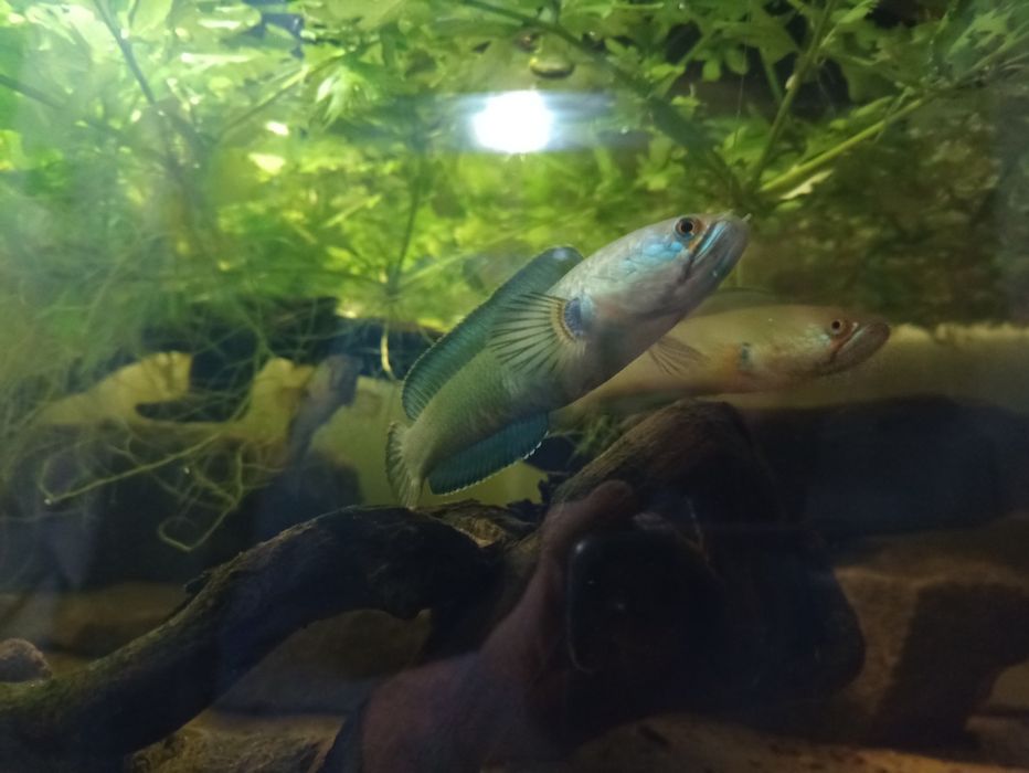 Channa gachua podrośnięte