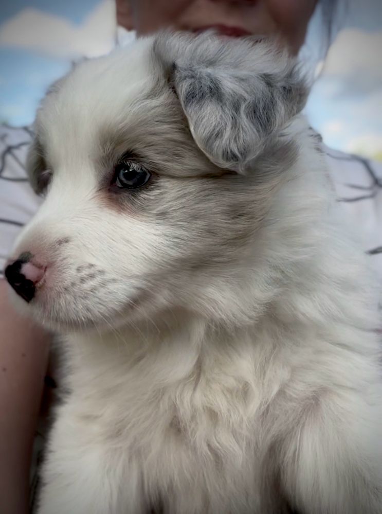 Szczenię Border Collie Zkwp/Fci