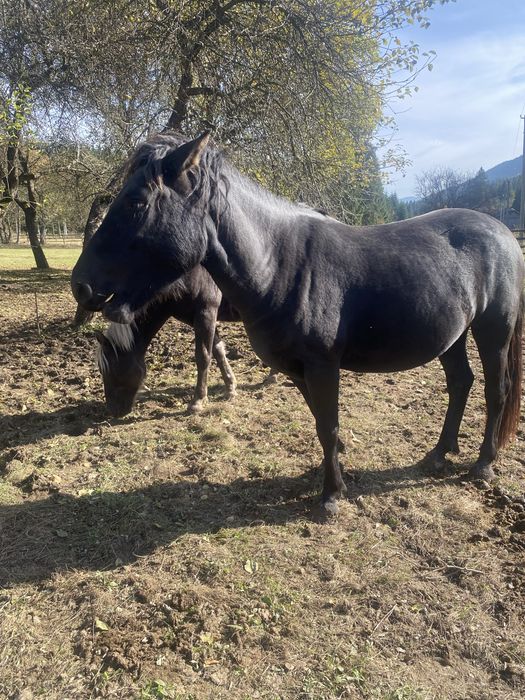 Продам кобилу жеребна