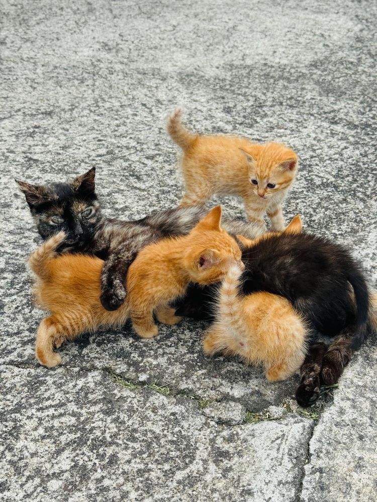 Gatos para oferta