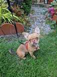 Chihuahua piesek Sable z Hodowli Bajeczne Urwisy