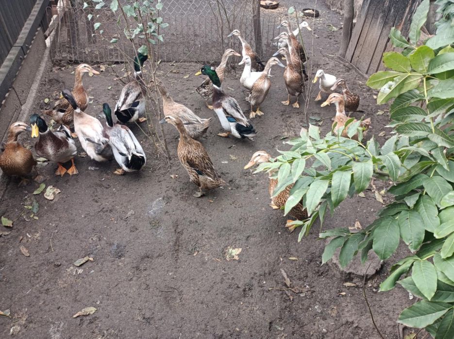 Sprzedam kaczki, gęsi, indyki