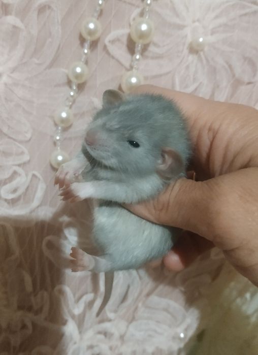 Очень красивые голубого окраса крысята Дамбо Рекс в Харькове крыса