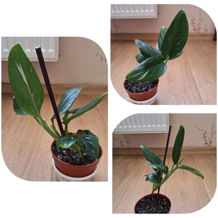 Колеус ,гастерия, сансевиерия , филодендрон