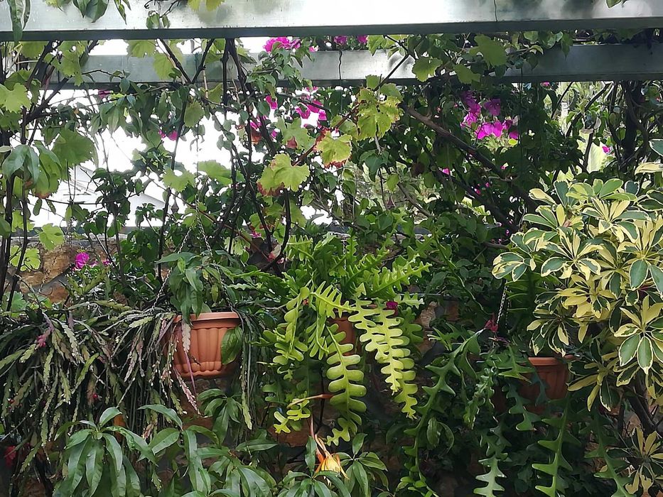 Planta dama da noite