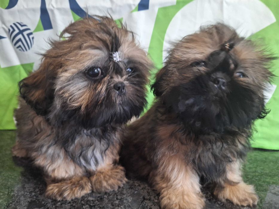 Shih Tzu urocza sunia