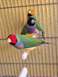 Vendo Diamantes Gould (criação directa)