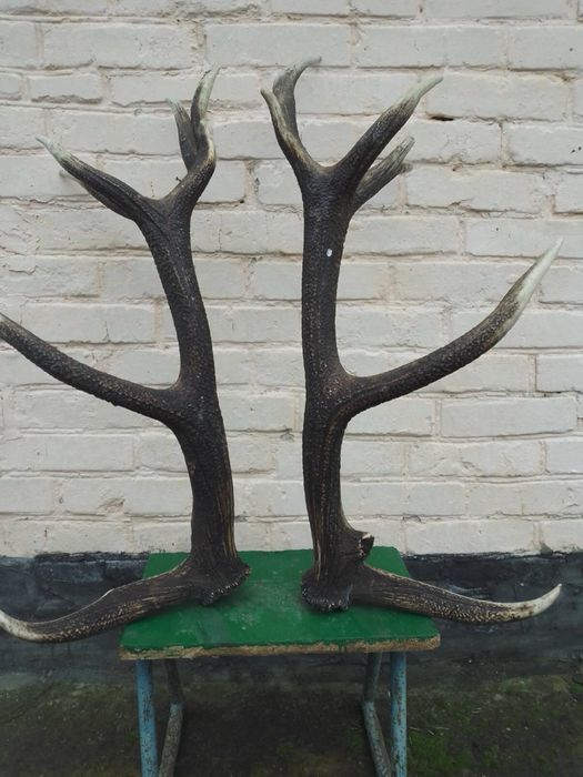 Рога Оленя звоните!