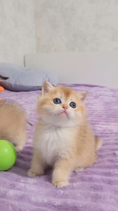 Шотландські кошенята золота шиншила