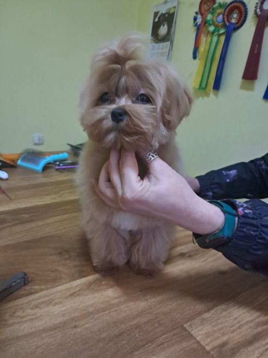 Мальтипу МИНИК