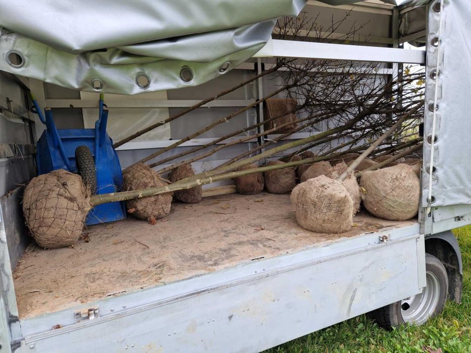 Brzoza brodawkowata obwód pnia 5-16 cm