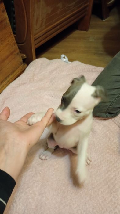Rezerwacja Niebieskookie American Staffordshire terrier szczeniaki ams