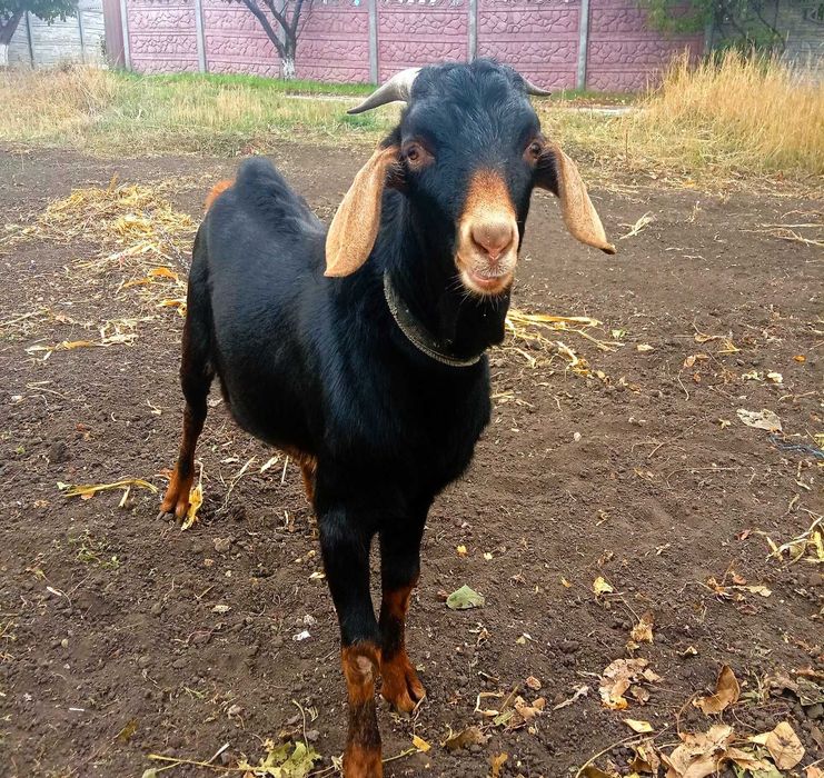 Продам молодого цапика