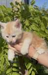 Kocurek Maine Coon PZF