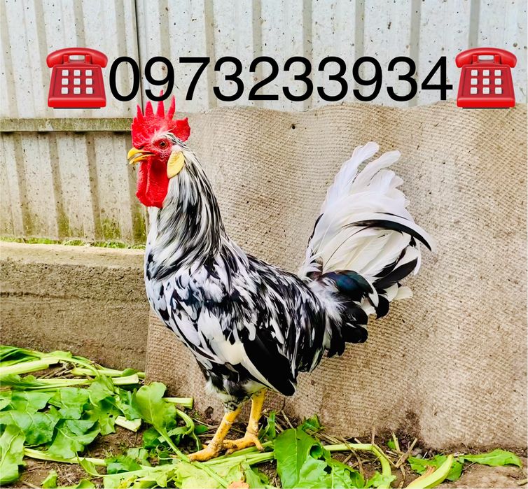 Легорн Далматинець яйця, курчата і півники