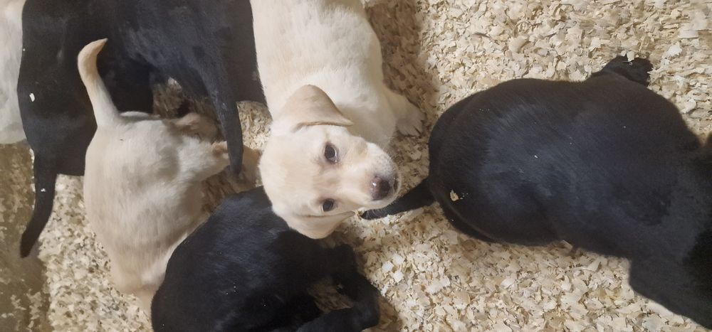 Szczeniaki labrador retriever