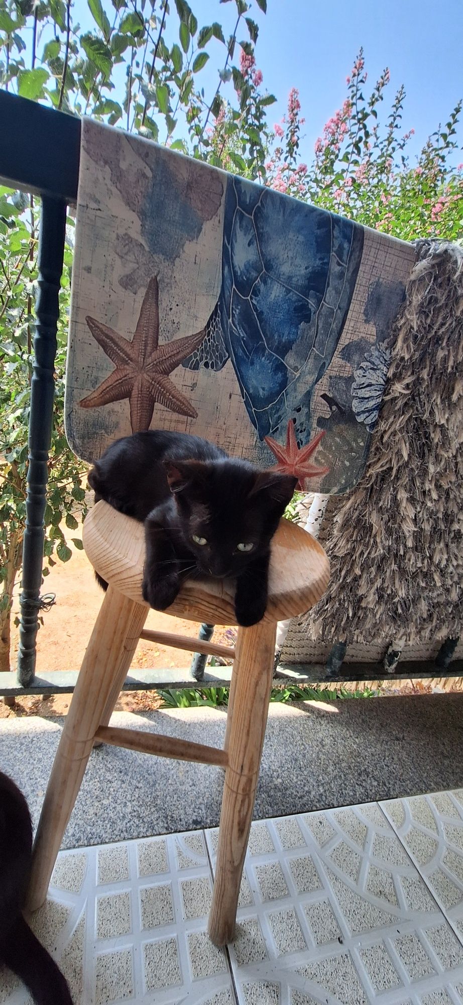 Gatinhos bebés para adoção