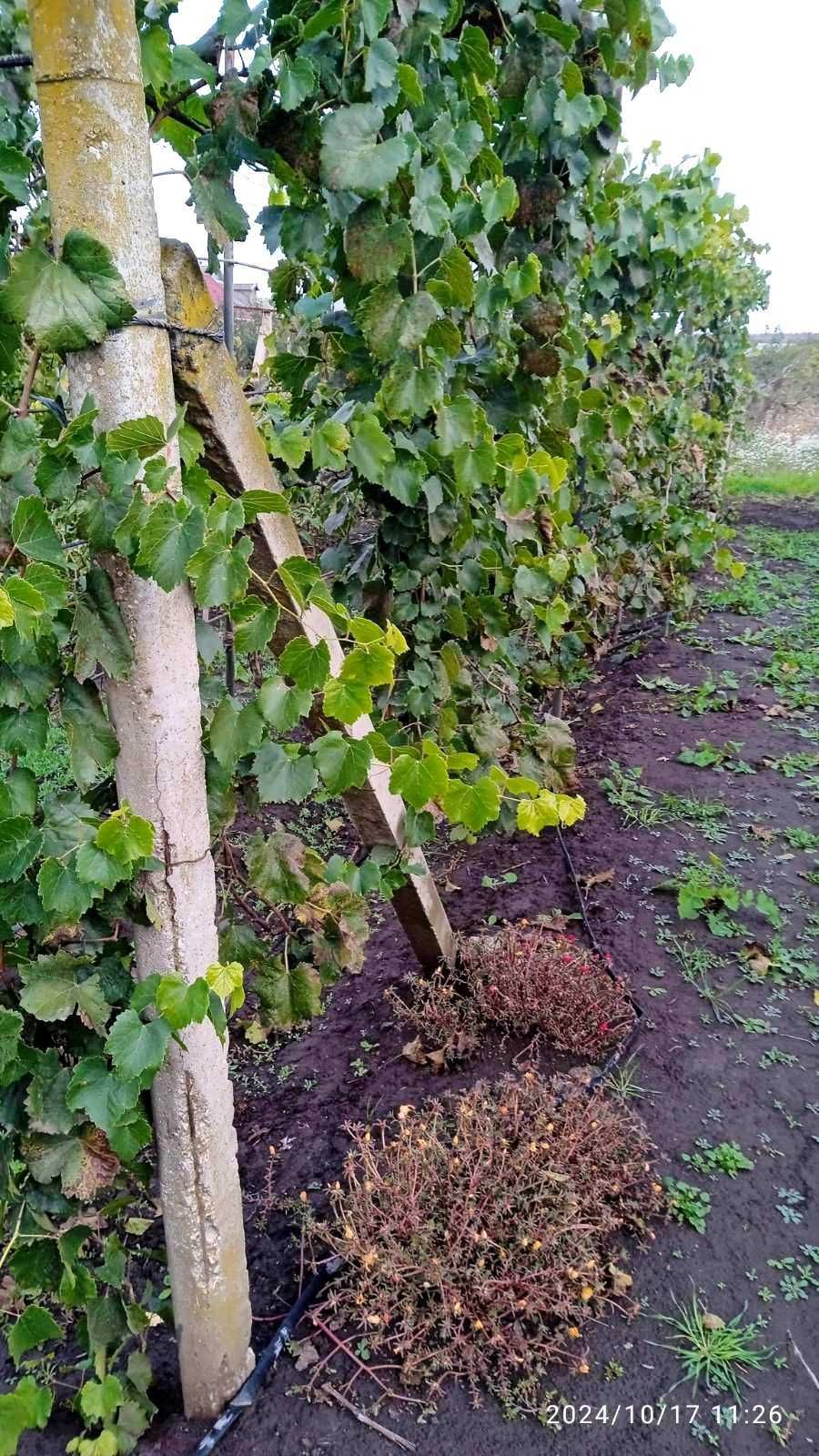 Продам два дома на одном участке в с.Троицкое