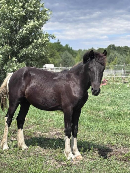 Super ogierek Nesspreso