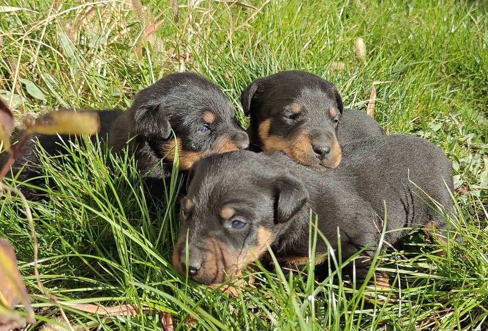 Ягдтер'єр цуценята