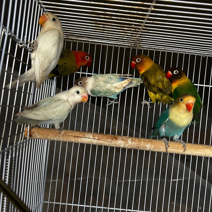 Agapornis Fischeris e personatus